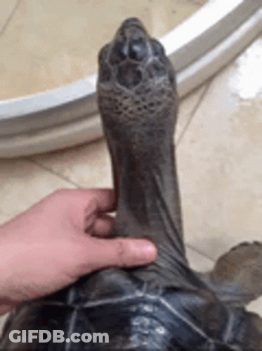 Person Petting Turtle's Head GIF