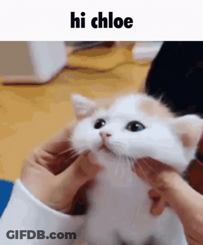 Person Petting White And Orange Cat With Hi Chloe Above GIF