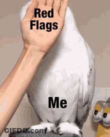 Person Petting White Bird Saying Red Flags Me GIF