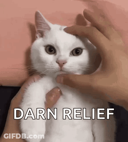 Person Petting White Cat Darn Relief GIF