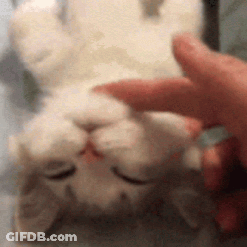 Person Petting White Cat Laying On Back Eyes Closed GIF