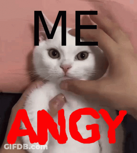 Person Petting White Cat Me Angry GIF
