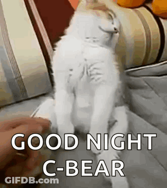 Person Petting White Cat On Couch Paws Up GIF