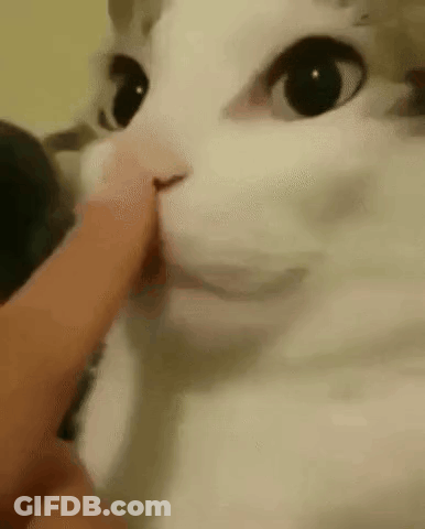 Person Petting White Cat's Nose GIF