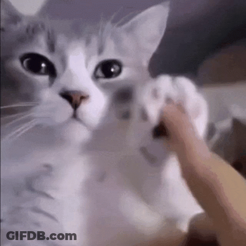 Person Petting White Cat's Paw GIF