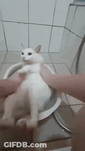 Person Petting White Cat GIF