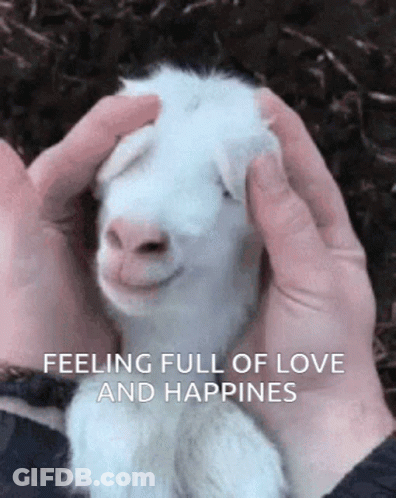 Person Petting White Goat Feeling Full Of Love And Happiness GIF