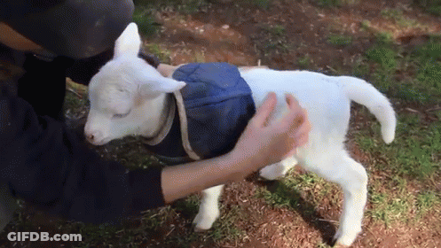 Person Petting White Goat In Blue Coat GIF