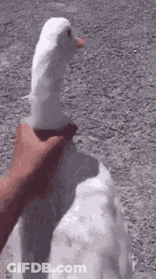 Person Petting White Goose On Dirt Road GIF