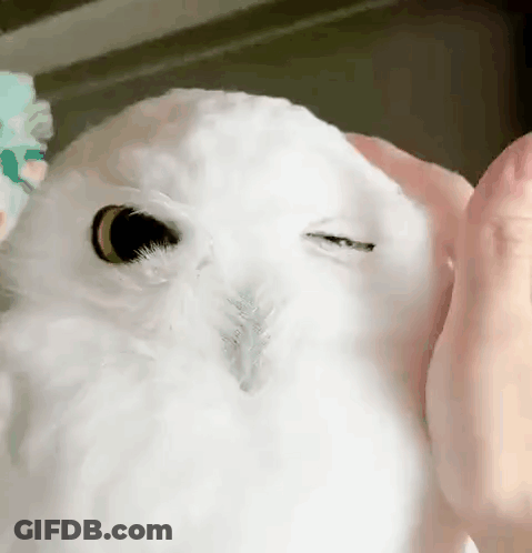 Person Petting White Owl Face GIF