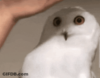 Person Petting White Owl With Red Eyes GIF