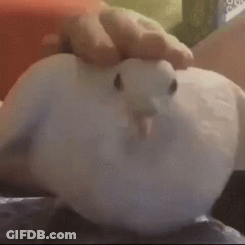 Person Petting White Pigeon GIF