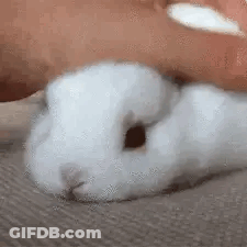 Person Petting White Rabbit GIF