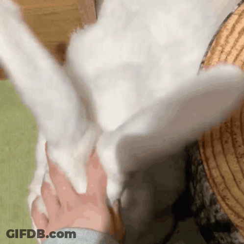Person Petting White Rabbit GIF