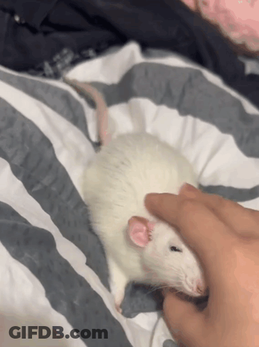 Person Petting White Rat GIF