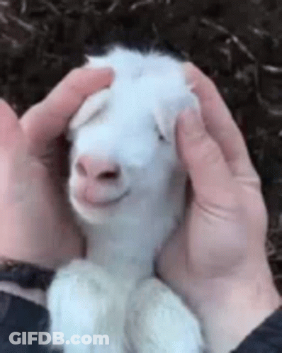 Person Petting White Sheep GIF