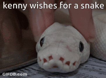 Person Petting White Snake GIF