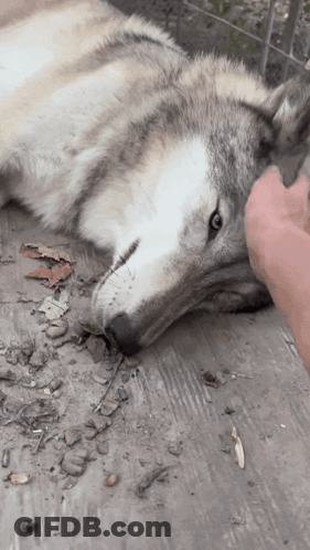 Person Petting Wolf Lying On Ground GIF