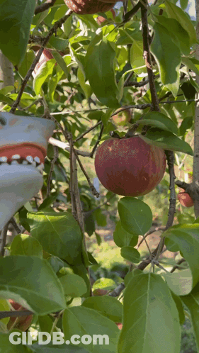 Person Picking Apple From Tree With Gloves GIF