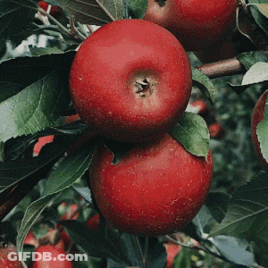 Person Picking Apple From Tree With Leaves GIF