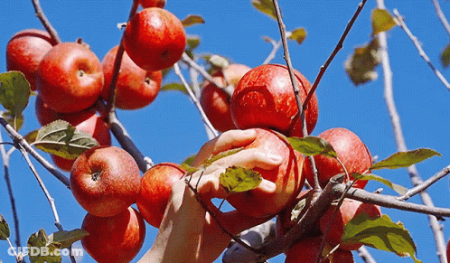 Person Picking Apples From Apple Tree GIF