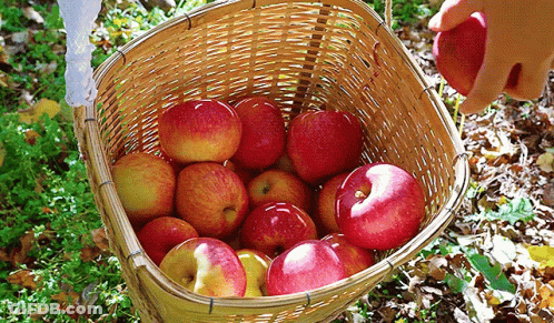 Person Picking Apples Out Of Basket GIF