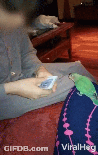 Person Playing Cards With Green Parrot On Lap GIF