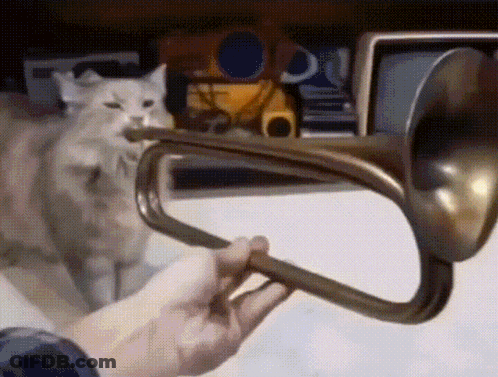 Person Playing Trumpet With Cat Behind GIF
