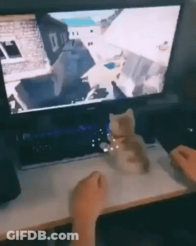 Person Playing Video Game While Cat Sits On Desk GIF
