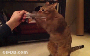 Person Playing With Cat Using Paper GIF