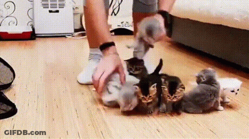 Person Playing With Kittens On Floor GIF