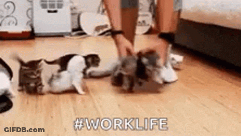 Person Playing With Kittens On Floor GIF