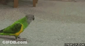 Person Pointing At Green And Yellow Parrot GIF