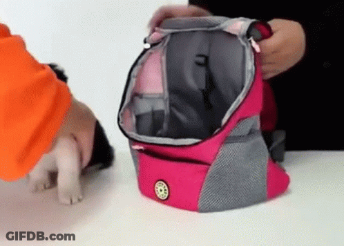 Person Putting Dog In Pink And Gray Backpack GIF