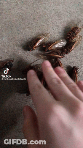 Person Reaching For Cockroach GIF