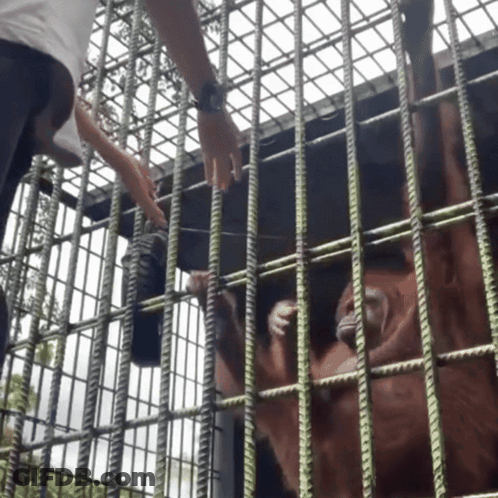 Person Reaching Out To Monkey In Cage GIF