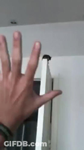 Person Reaching Toward Hanging Cat GIF