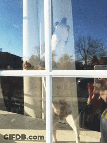 Person Reflection In Window With Blue Sky GIF