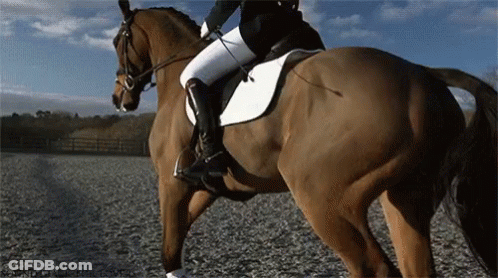 Person Riding Brown Horse GIF
