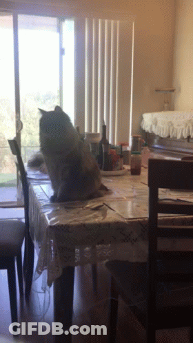 Person Riding Cow Saying A Hero Is Here GIF