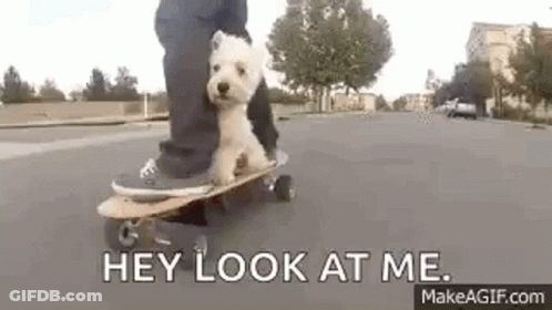 Person Riding Skateboard With Dog Saying Hey Look At Me GIF