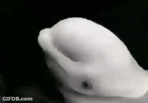 Person's Hand Holding White Object GIF