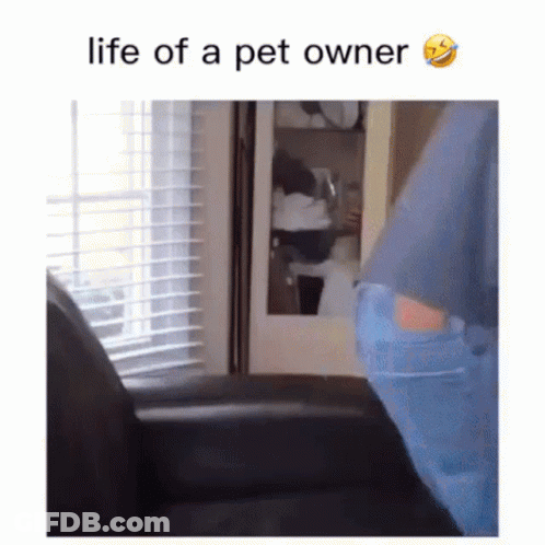 Person Sitting In Chair Saying Life Of A Pet Owner GIF