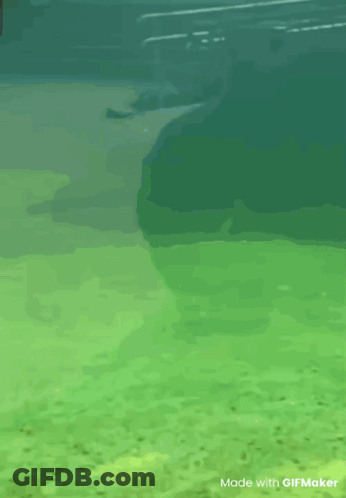 Person Slicing Onion In Bowl GIF