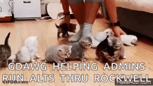 Person Standing Beside Kittens GIF