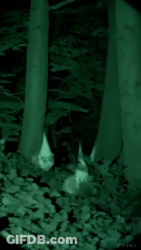 Person Standing Between Two Trees In Dark Woods GIF