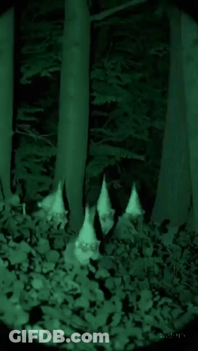 Person Standing In Dark Forest Between Trees At Night GIF