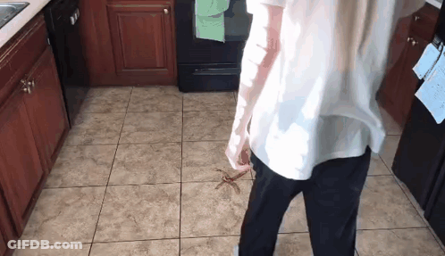 Person Standing In Kitchen With Spider On Floor GIF