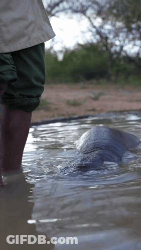 Person Standing In Water GIF