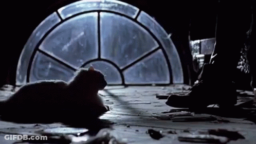 Person Standing Next To Cat Laying In Front Of Stained Glass Window GIF